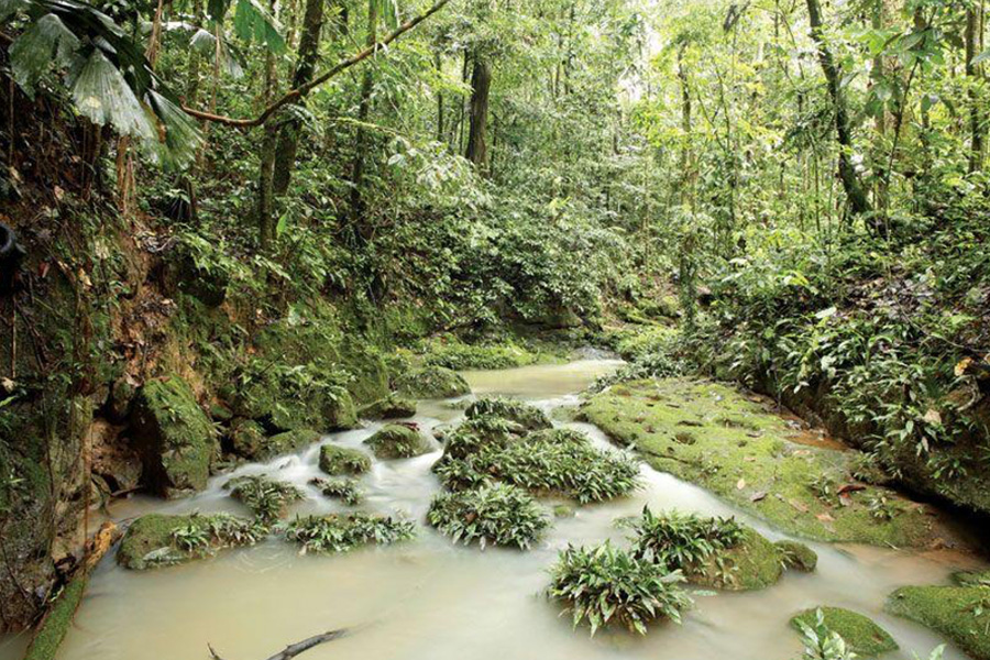 Discovering the Peruvian Amazon An Unforgettable Journey into Nature, Culture, and Healing